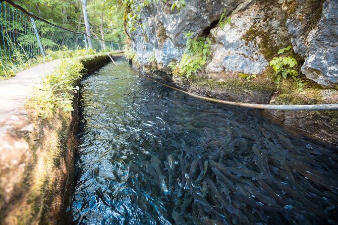 Day Trip from Belgrade: Gems of Eastern Serbia - Krupaj Spring (Krupajsko Vrelo): Turquoise Water and Karst Geology