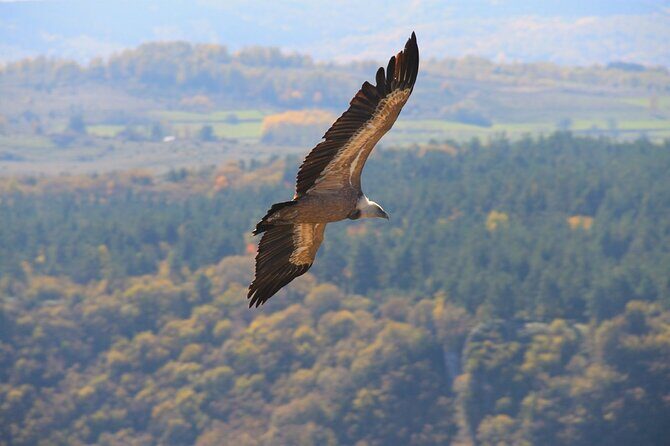 Full Day Trip from Belgrade: Uvac Nature Reserve Tour - Zlatar Lake coffee stop: the calm moment before Uvac