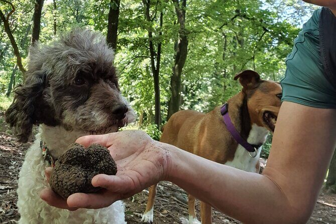 Private Guided Truffle Hunting Tour in Serbia with Lunch - Serbia Truffle Hunting: A 5-Hour Day That Feels Like Two Worlds
