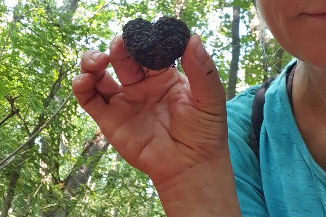 Private Guided Truffle Hunting Tour in Serbia with Lunch - Timing Breakdown: Where the Hours Actually Go